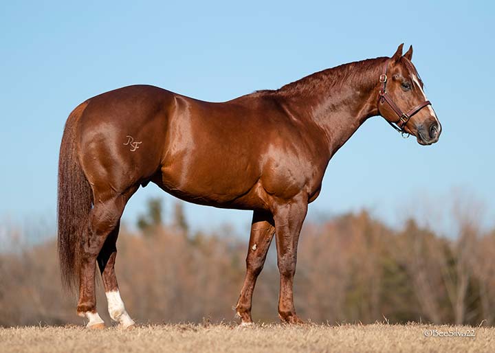 Highpoint Performance stallion RF Back for the Cash
